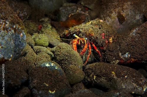 Red hermit crab with blue eyes on the seabed. Underwater picture, marine life in the night. Scuba diving on the reef. Crab on the rocks. Aquatic wildlife in the deep sea. © blue-sea.cz
