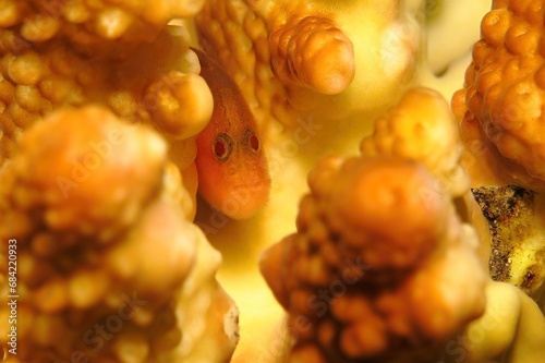 Red yellow hairy goby (Paragobiodon) hidden in the coral reef. Bearded small fish macro photography. Funny fish face hidden between branches of Acropora coral. Scuba diving with marine animal. photo