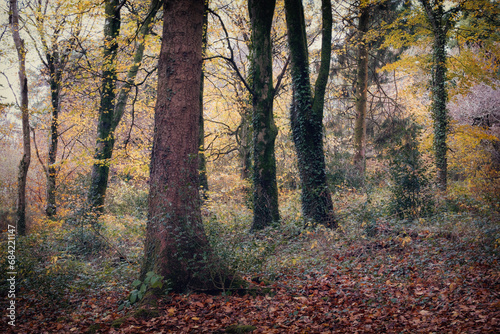 Idless woods in autumn cornwall england uk near truro 