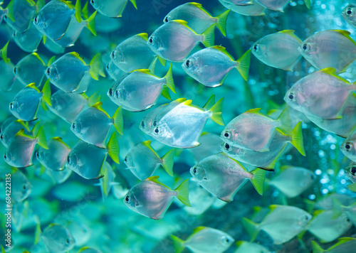 fish in an aquarium