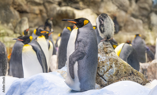 penguins in the park