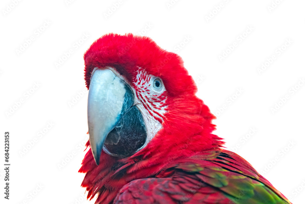 Obraz premium beautiful parrot isolated