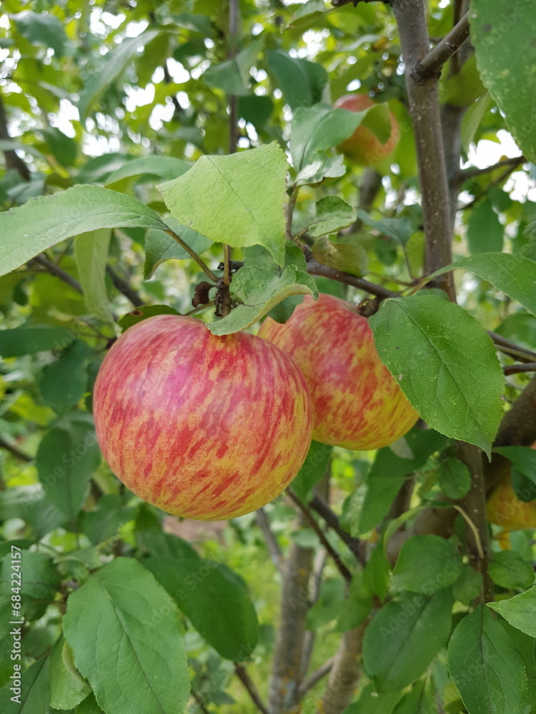 Ripening apples on apple tree in a garden. Ripening apples on apple tree in a garden.
