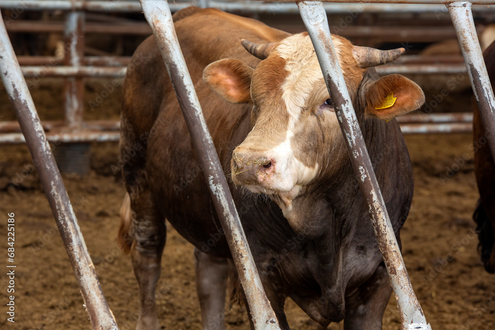 Agriculture industry, farming and animal husbandry concept - herd of cows eating hay in cowshed on dairy farm Agriculture industry, farming and animal husbandry concept - herd of cows eating hay in cowshed on dairy farm