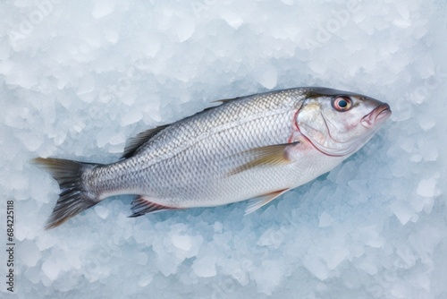 Fresh Seabass or Seabream with ice on metal background. Chilled raw Dorado fish. Fish market or seafood restoran concept. Top view, flat lay with copy space photo