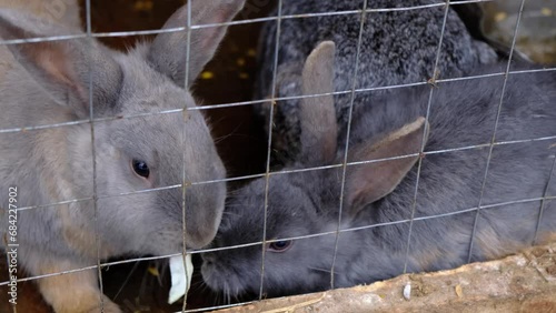 domestic rabbits in a cage take cabbage from each other