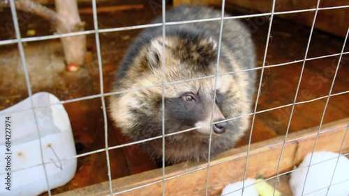 a raccoon dog in a cage is looking for food near the feeder