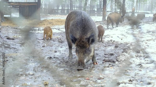 wild boar with offspring looking for food in the mud