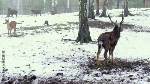 a family of deer graze on a pasture in autumn in rainy weather
