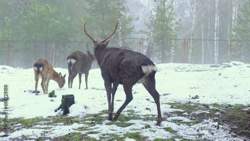 a family of deer graze on a pasture in autumn in rainy weather