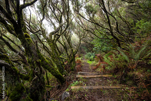 Footpath through a misty forest of moss-covered tree heath  path section of the  Levada do Furado Velho  hiking trail  Madeira  Portugal