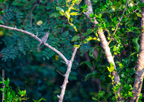 Asian Brown Flycatcher (Muscicapa dauurica): Elegance in Subcontinental Skies photo