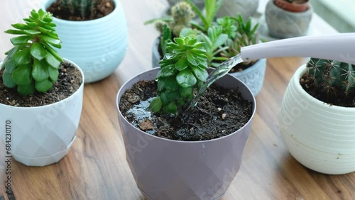 A woman waters the flowers in a pot on wooden table. Flower care at home