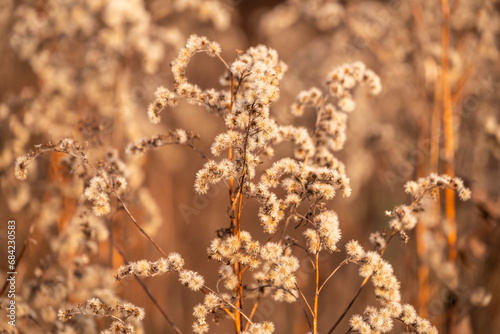 Full frame shot of dried forests plants in winter, forming a beautiful natural background image in subtile brown autumn colours © teddiviscious