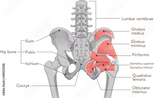 梨状筋、内閉鎖筋、大腿方形筋、小殿筋、gluteus minimus、中殿筋、gluteus medius、股関節、骨盤、筋肉、イラスト、illustration