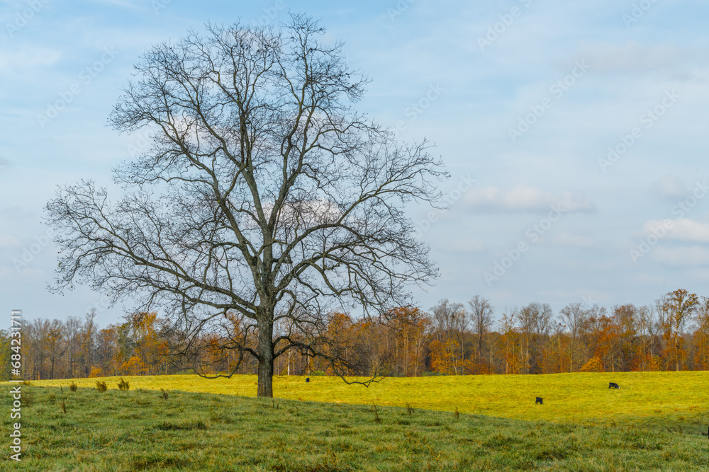 Tree in a cow pature Tree in a cow pature