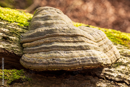 Huge old tinder fungus (Fomes fomentarius) growing on the moss covered trunk of a dead tree in a forest in Germany photo