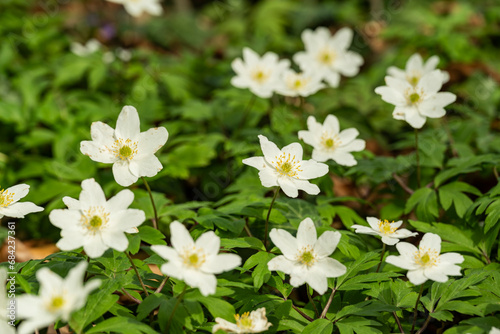 A cluster of flowering wood anemones  Anemonoides nemorosa  in a forest. Also known as windflower or European thimbleweed  wood anemones are an early-spring flowering plant in the buttercup family.