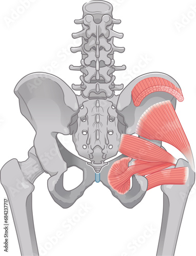 梨状筋、内閉鎖筋、大腿方形筋、小殿筋、gluteus minimus、中殿筋、gluteus medius、股関節、骨盤、筋肉、イラスト、illustration