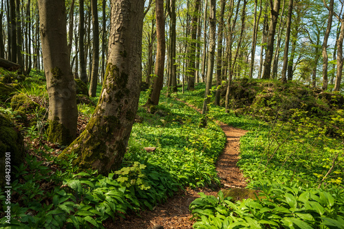 Forest path through wild garlic, lined with maple and beech trees, Ith-Hils-Weg, Nature Reserve Saubrink/Oberberg, Ith, Weserbergland, Germany