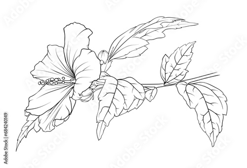Vector monochrome hibiscus branch on a transparent background. botanical hand drawn illustration of flowers  leaves and buds.
