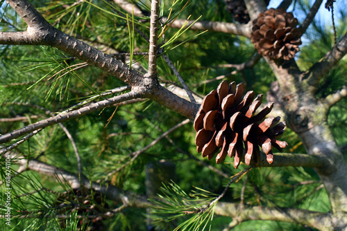 Leaves and cones of Macedonian pine (Pinus peuce) photo