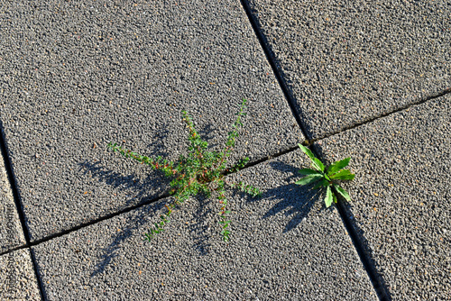Ruderal plants or weeds grow between stone slabs in a city photo