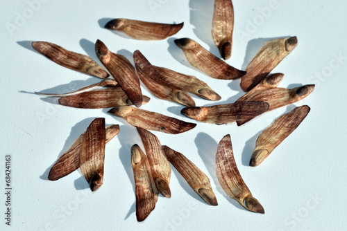 Seeds or pine nuts of the Scots pine (Pinus sylvestris) on a white background