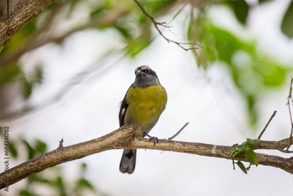 Great Kiskadee (Pitangus sulphuratus): A Symphony of Yellow and Brown Great Kiskadee (Pitangus sulphuratus): A Symphony of Yellow and Brown