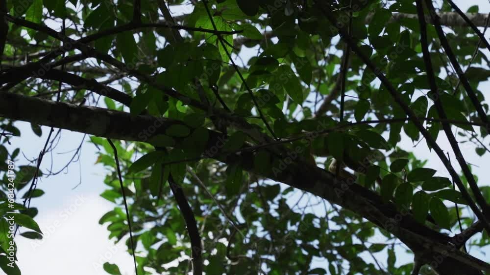 Cute little squirrel monkey jumping through the canopy of the tropical rainforest in the Cuyabeno wildlife reserve in the Amazon region of Ecuador. Cute little squirrel monkey jumping through the canopy of the tropical rainforest in the Cuyabeno wildlife reserve in the Amazon region of Ecuador.