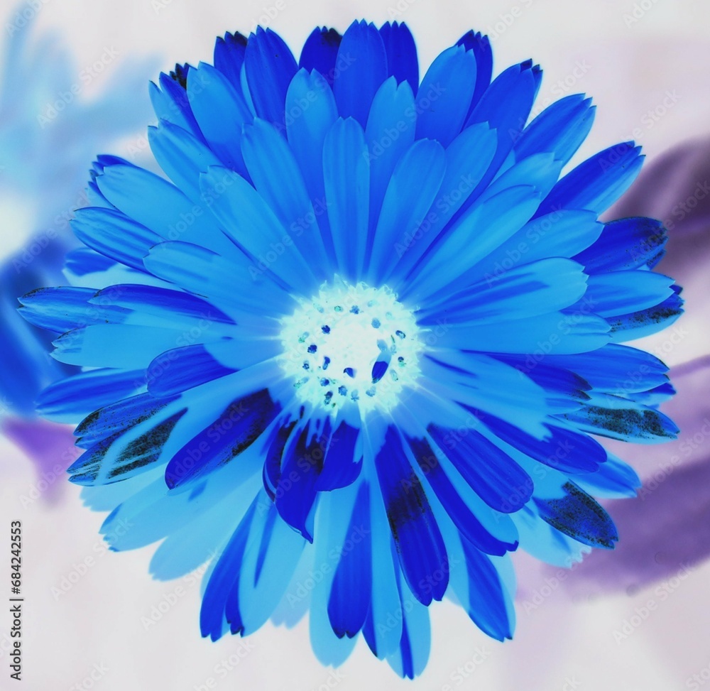 Obraz premium Blue flower with a white middle