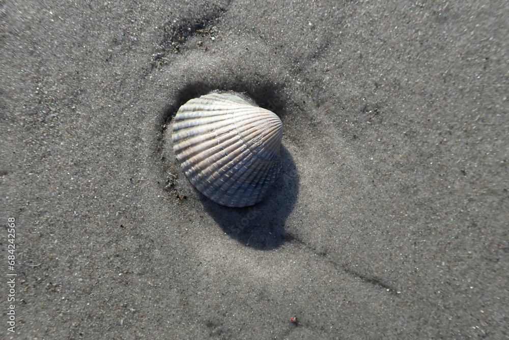 Eine Herzmuschel (Candiidae) liegt am Strand der holländischen Nordseeinsel Schiermonnikoog. Eine Herzmuschel (Candiidae) liegt am Strand der holländischen Nordseeinsel Schiermonnikoog.