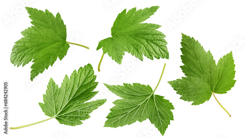 Εκτύπωση καμβά Currant leaf isolated on white background, clipping path, full depth of field