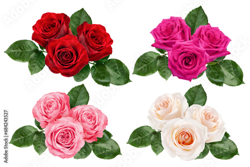 rose isolated on white background, clipping path, full depth of field photo