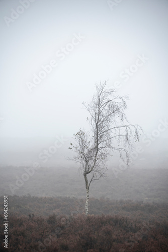 Beautiful dramatic foggy landscape image of trees on the edge of a draamtic forest in Peak District