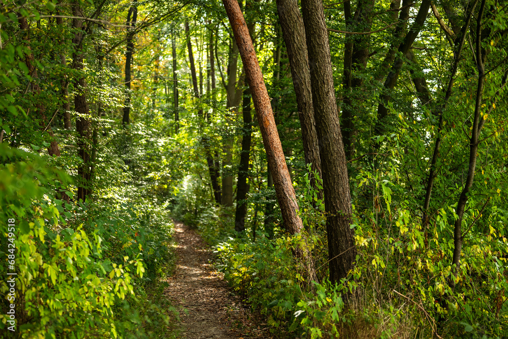 Inviting footpath through a tranquil green forest, Weser Uplands, Germany Inviting footpath through a tranquil green forest, Weser Uplands, Germany