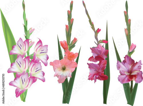 set of four gladiolus flowers isolated on white