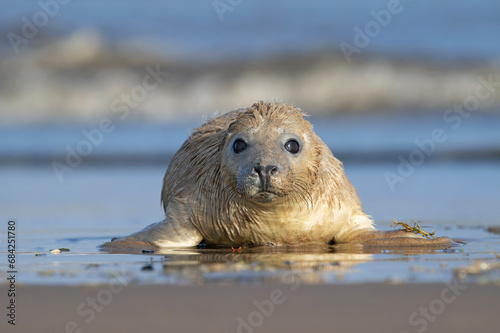 Newborn Atlantic Grey Seal Pup (Halichoerus grypus) playing at the sea's edge