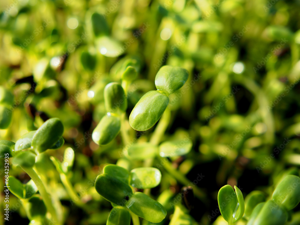 sunflower sprouts growing in pot green food and healthy food sunflower sprouts growing in pot green food and healthy food