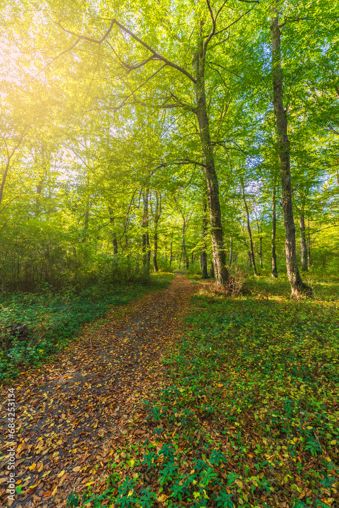 Path passing through the forest during the day Path passing through the forest during the day