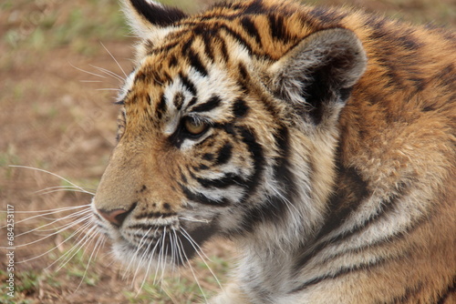 Tiger at sanctuary