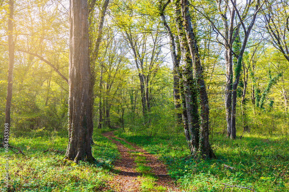 Path passing through the forest during the day Path passing through the forest during the day