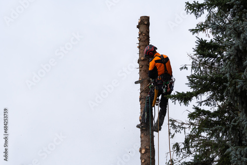 lumberjack climbing high up in the fir tree for felling the tree