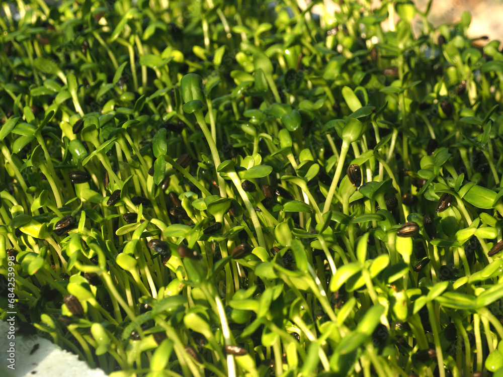 sunflower sprouts growing in pot green food and healthy food sunflower sprouts growing in pot green food and healthy food