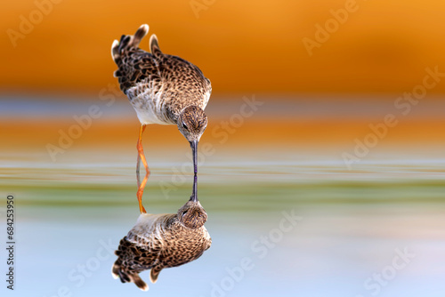 Fototapeta Naklejka Na Ścianę i Meble -  A water bird photographed on still water. Colorful nature background. Ruff. Calidris pugnax.