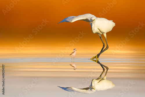 A plover under the wings of a great heron. A fantastic view of nature. Colorful nature background.