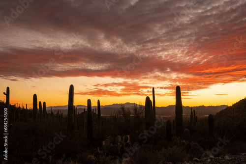 Silhouettes of Saguaro Stand Tall At The Edge Of Darkness Below Brilliant Sunset Colors