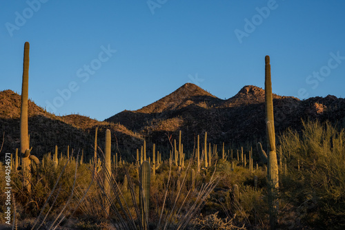 Sharp Shadows Cast Agains The Tucson Mountains At Sunset In Saguaro
