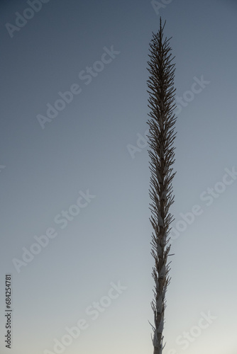 Single Yucca Salk Stands Against The Fading Blue Sky photo