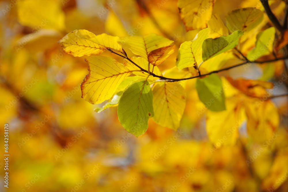 Beautiful colorful leaves on a branch in autumn Beautiful colorful leaves on a branch in autumn